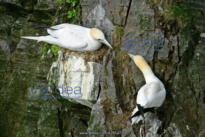 : Gannets - two Gannets bickering at each other in : Gannets - two Gannets bickering at each other in