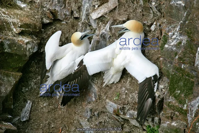 : Gannets - two Gannets bickering at each other in : Gannets - two Gannets bickering at each other in