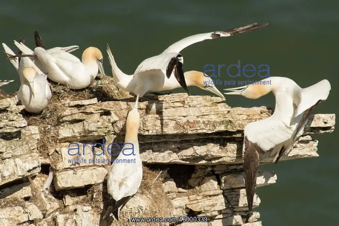 : Gannets. interaction between pairs at nest site : Gannets. interaction between pairs at nest site