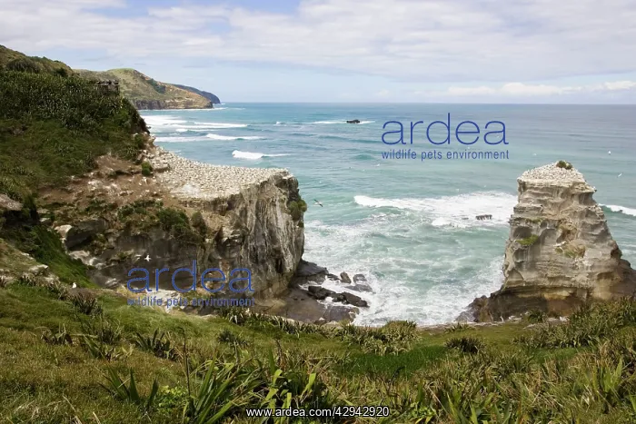 : Gannets - nesting gannets at Muriwai gannet colony : Gannets - nesting gannets at Muriwai gannet colony