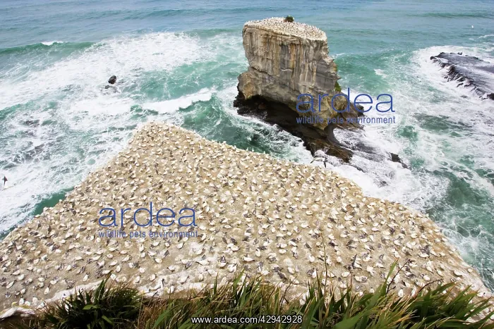 : Gannets - nesting gannets at Muriwai gannet colony : Gannets - nesting gannets at Muriwai gannet colony