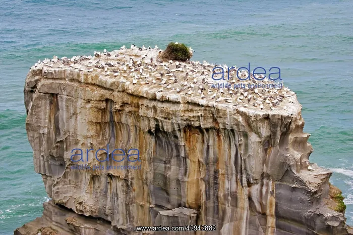 : Gannets - nesting at Muriwai gannet colony off : Gannets - nesting at Muriwai gannet colony off
