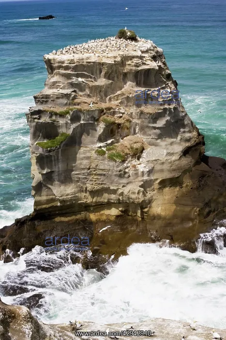  : Gannets - nesting rock at Muriwai gannet colony