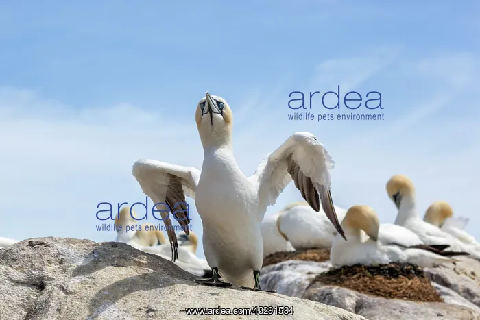  : Gannets - Nesting - UK