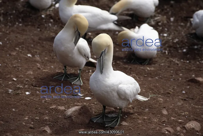 : Gannets Preening : Gannets Preening
