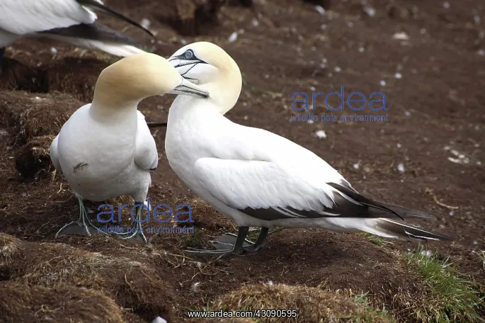: Gannets Showing Mutual Preening Behavior : Gannets Showing Mutual Preening Behavior