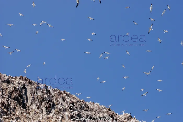: Gannets soaring over Bass Rock : Gannets soaring over Bass Rock