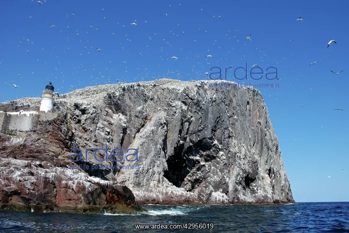 : Gannets soaring over Bass Rock : Gannets soaring over Bass Rock