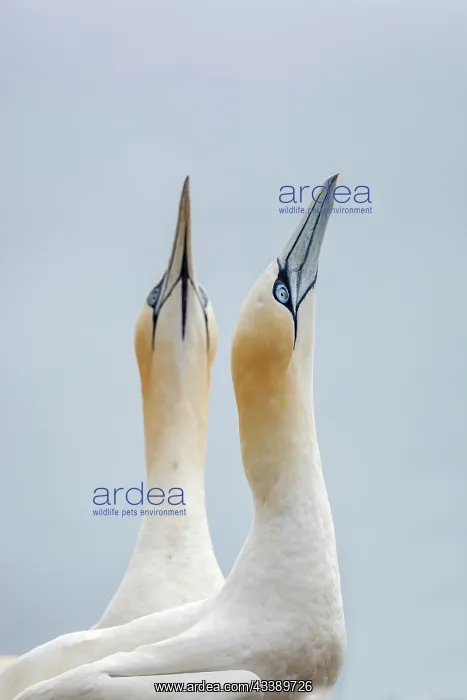: Gannets - UK : Gannets - UK