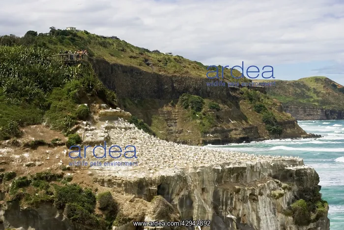 : Gannets - visitors on viewing platform watching : Gannets - visitors on viewing platform watching
