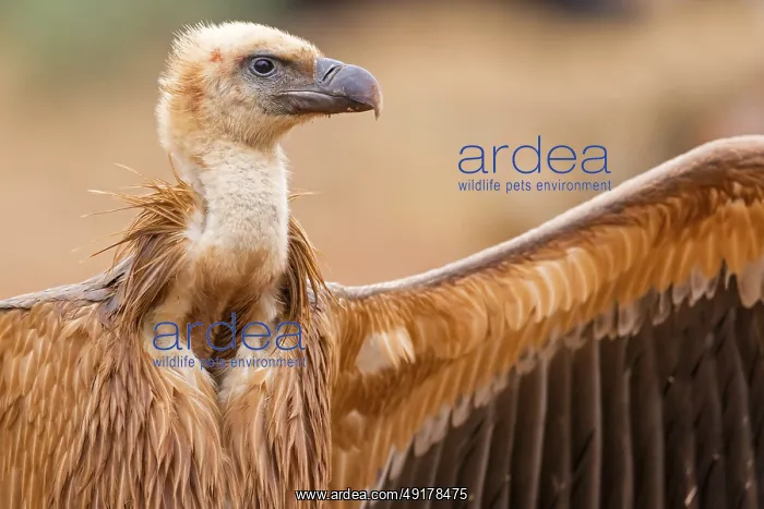: Gansegeier, Eurasian Griffon Vulture : Gansegeier, Eurasian Griffon Vulture