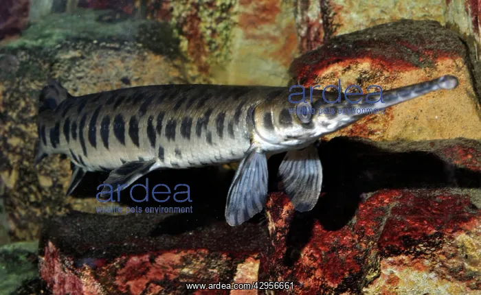 : Gar / Garpike : Gar / Garpike