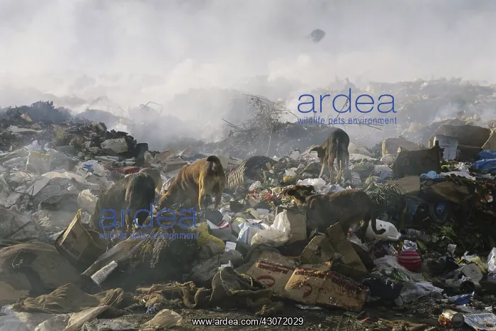 : Garbage Dump : Garbage Dump