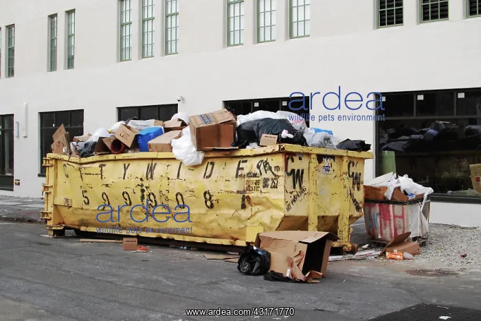 : Garbage in dumpster : Garbage in dumpster