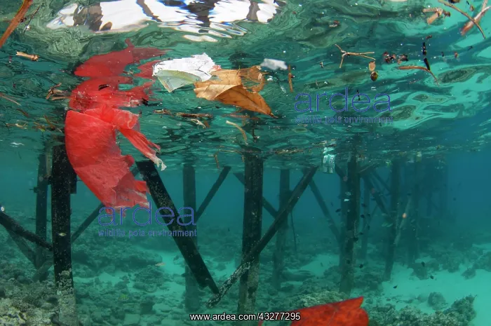 : Garbage floating by jetty - NusaBay Menjangan Hotel house re : Garbage floating by jetty - NusaBay Menjangan Hotel house re
