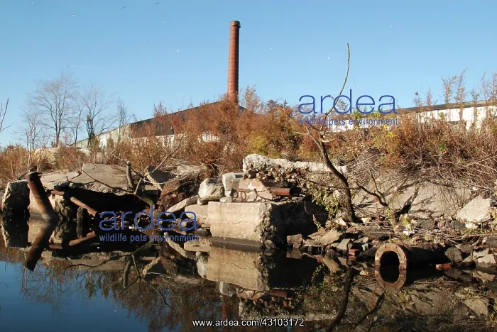 : Garbage Along Newtown Creek, NYC : Garbage Along Newtown Creek, NYC