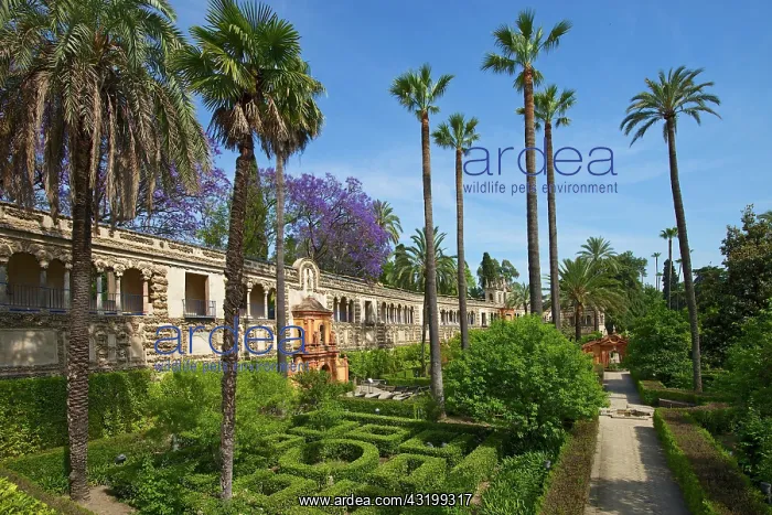 : Garden in the Alc&, xe1;zar of Seville, Seville : Garden in the Alc&, xe1;zar of Seville, Seville