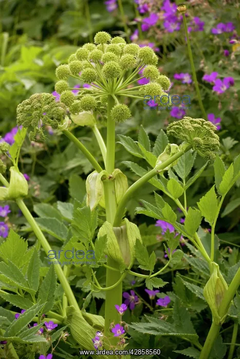: Garden Angelica - grows wild in Scandinavia : Garden Angelica - grows wild in Scandinavia