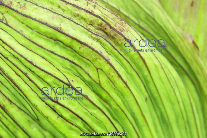 : Garden Angelica - stem detail : Garden Angelica - stem detail