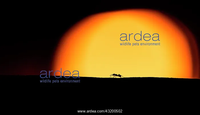 : Garden ant (Lasius niger) at sunset : Garden ant (Lasius niger) at sunset