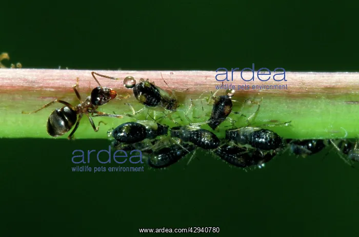 : Garden Ants - milking aphids : Garden Ants - milking aphids
