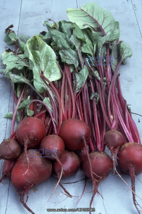  : Garden Beets