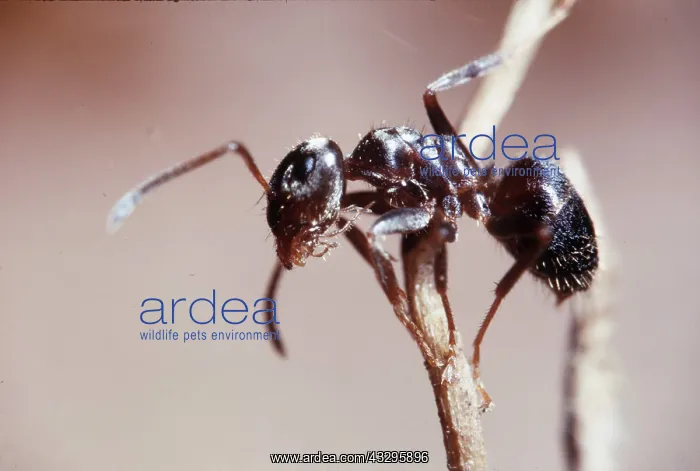 : GARDEN BLACK ANT : GARDEN BLACK ANT