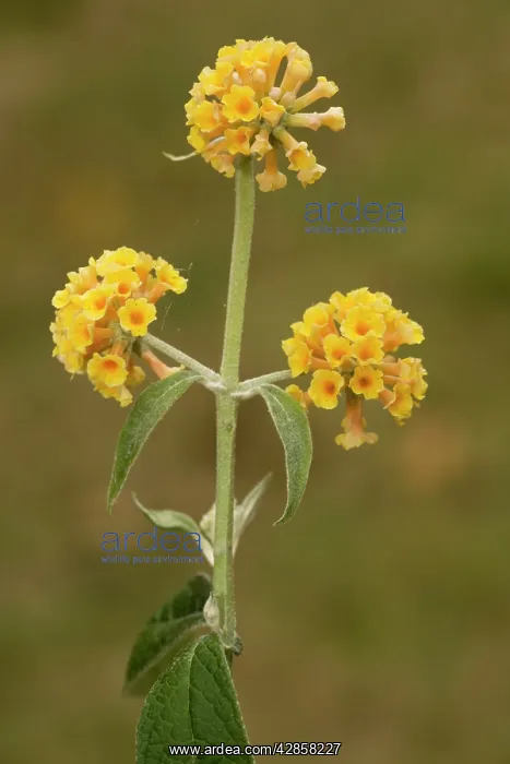 : A garden buddleia : A garden buddleia