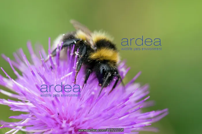 : Garden Bumble Bee : Garden Bumble Bee