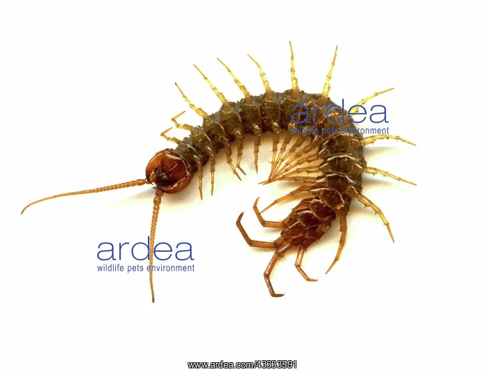 : Garden Centipede : Garden Centipede