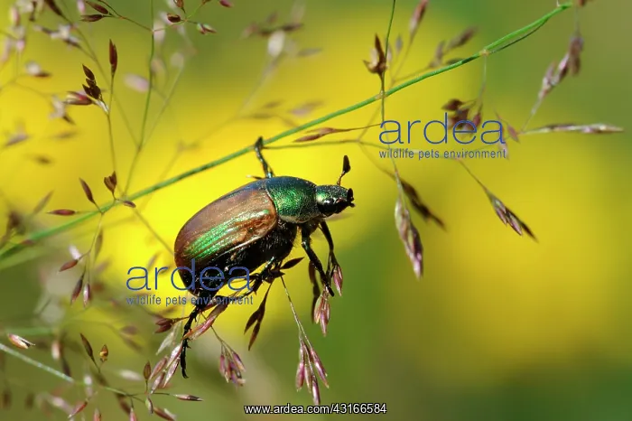 : Garden Chafer : Garden Chafer