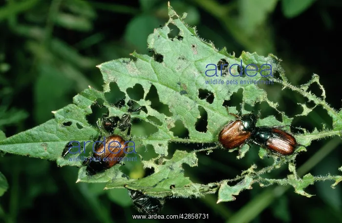: Garden Chafer - eating leaf : Garden Chafer - eating leaf