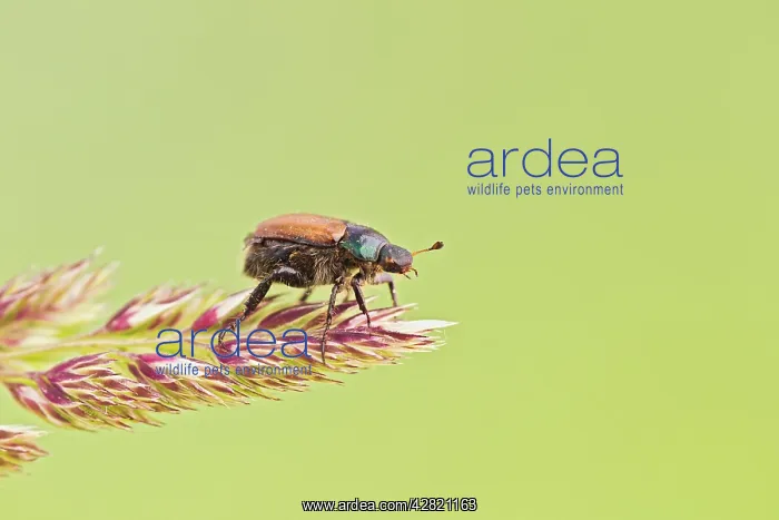 : Garden Chafer - on grass : Garden Chafer - on grass