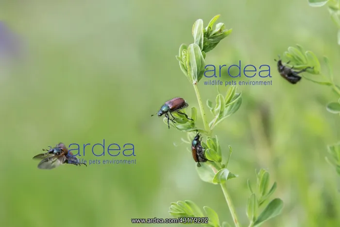 : Garden chafer (Phyllopertha horticola), Small Group : Garden chafer (Phyllopertha horticola), Small Group