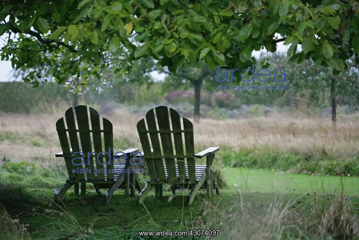 : Garden Chairs : Garden Chairs