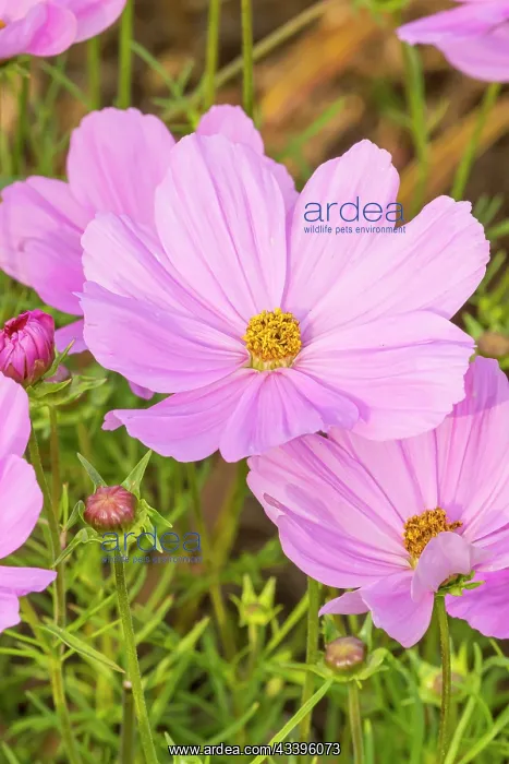 : Garden cosmos (Cosmos bipinnatus) Sonata Pink Blush : Garden cosmos (Cosmos bipinnatus) Sonata Pink Blush