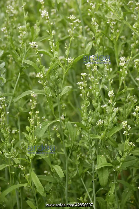 : Garden cress - in flower : Garden cress - in flower