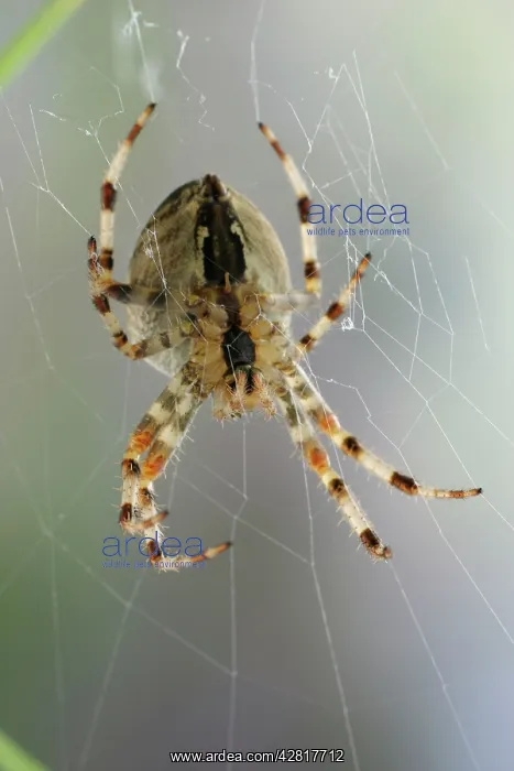 : Garden Cross / Garden orb-web / Cross SPIDER - : Garden Cross / Garden orb-web / Cross SPIDER -