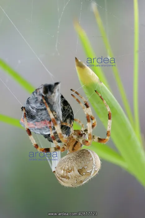 : Garden Cross / Garden orb-web / Cross SPIDER - : Garden Cross / Garden orb-web / Cross SPIDER -