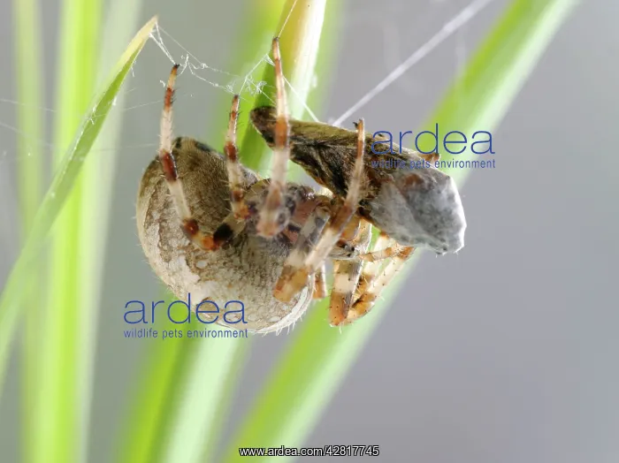 : Garden Cross / Garden orb-web / Cross SPIDER - : Garden Cross / Garden orb-web / Cross SPIDER -