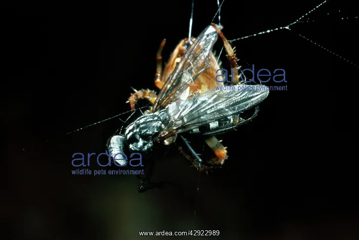 : Garden Cross / Garden Orb-web / Cross SPIDER - : Garden Cross / Garden Orb-web / Cross SPIDER -