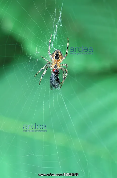  : Garden Cross  /  Garden Orb-web  /  Cross SPIDER -