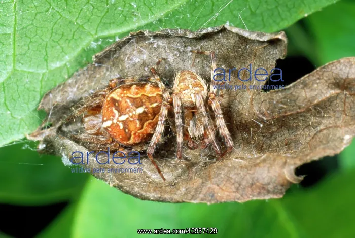 : Garden Cross / Garden Orb-web / Cross SPIDER - : Garden Cross / Garden Orb-web / Cross SPIDER -