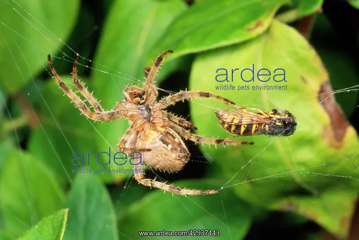 : Garden Cross / Garden Orb-web / Cross SPIDER - : Garden Cross / Garden Orb-web / Cross SPIDER -