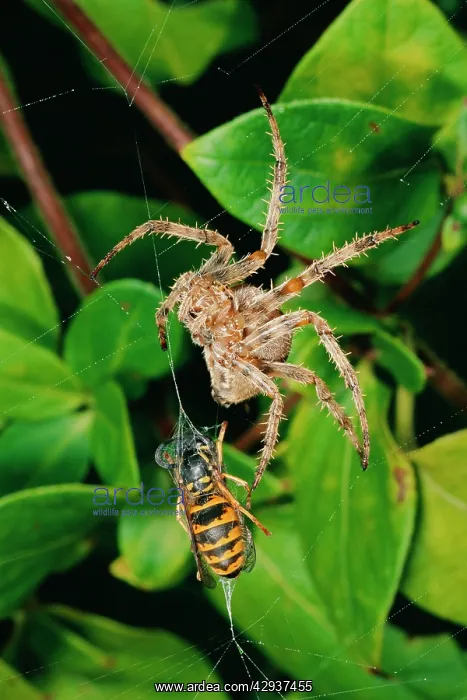 : Garden Cross / Garden Orb-web / Cross SPIDER - : Garden Cross / Garden Orb-web / Cross SPIDER -