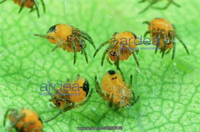 : Garden Cross / Garden Orb-web / Cross SPIDER - : Garden Cross / Garden Orb-web / Cross SPIDER -