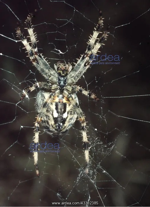 : Garden Cross / Garden Orb-web / Cross SPIDER - male : Garden Cross / Garden Orb-web / Cross SPIDER - male