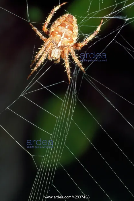 : Garden Cross / Garden Orb-web / Cross SPIDER - Tugging web : Garden Cross / Garden Orb-web / Cross SPIDER - Tugging web