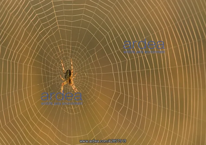 : Garden Cross / Garden Orb-web / Cross SPIDER - on web : Garden Cross / Garden Orb-web / Cross SPIDER - on web