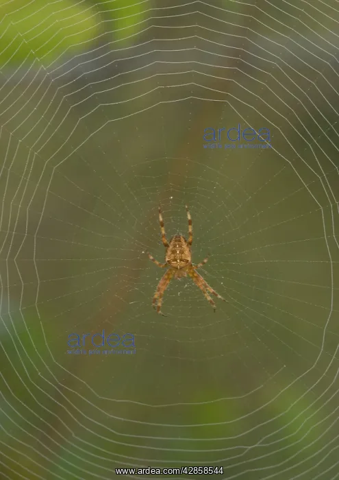: Garden Cross / Garden Orb-web / Cross SPIDER - on web : Garden Cross / Garden Orb-web / Cross SPIDER - on web